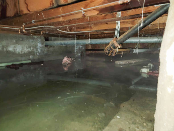 Best Flood damage cleanup  in Viera East, FL